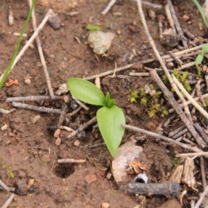 Ophioglossum lusitanicum at Canberra Central, ACT - 29 Aug 2016