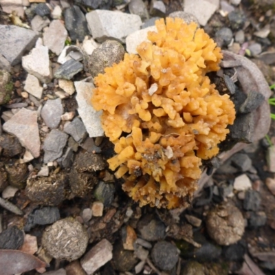 Ramaria sp. (A Coral fungus) at O'Connor, ACT - 29 Aug 2016 by JanetRussell