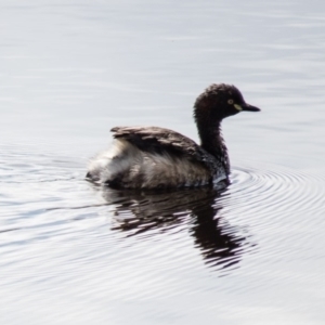 Tachybaptus novaehollandiae at Gungahlin, ACT - 29 Aug 2016