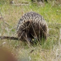 Tachyglossus aculeatus (Short-beaked Echidna) at Mulligans Flat - 29 Aug 2016 by CedricBear