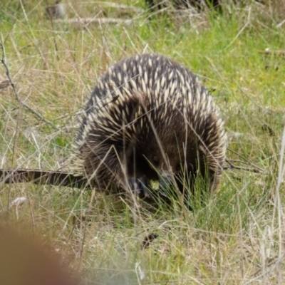 Tachyglossus aculeatus (Short-beaked Echidna) at Mulligans Flat - 29 Aug 2016 by CedricBear