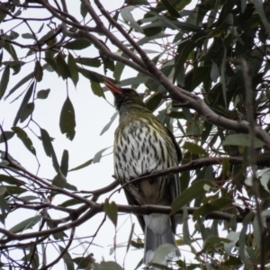 Oriolus sagittatus at Gungahlin, ACT - 29 Aug 2016