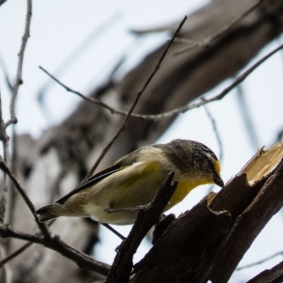 Pardalotus striatus (Striated Pardalote) at Gungahlin, ACT - 29 Aug 2016 by CedricBear