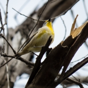 Pardalotus striatus at Gungahlin, ACT - 29 Aug 2016