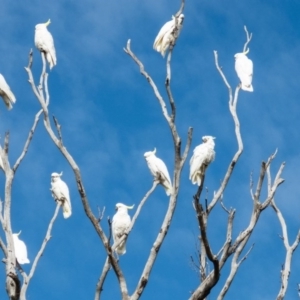 Cacatua galerita at Gungahlin, ACT - 29 Aug 2016