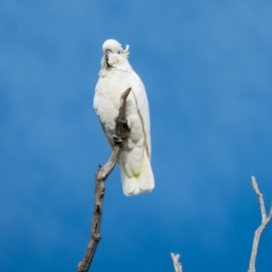 Cacatua galerita at Gungahlin, ACT - 29 Aug 2016