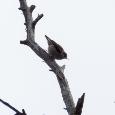 Daphoenositta chrysoptera (Varied Sittella) at Gungahlin, ACT - 29 Aug 2016 by CedricBear