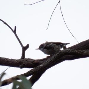 Daphoenositta chrysoptera at Gungahlin, ACT - 29 Aug 2016