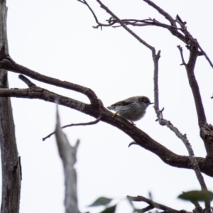 Daphoenositta chrysoptera at Gungahlin, ACT - 29 Aug 2016