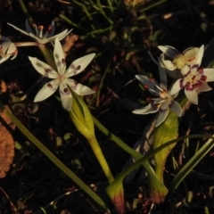 Wurmbea dioica subsp. dioica (Early Nancy) at Woodstock Nature Reserve - 27 Aug 2014 by JohnBundock