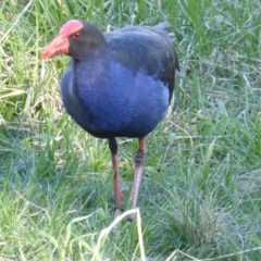 Porphyrio melanotus (Australasian Swamphen) at Jerrabomberra Wetlands - 26 Aug 2016 by Mike