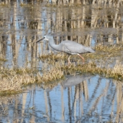 Egretta novaehollandiae (White-faced Heron) at Fyshwick, ACT - 26 Aug 2016 by Mike