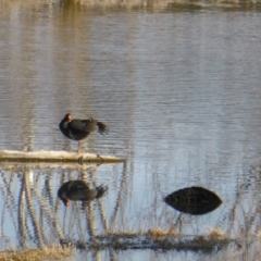 Gallinula tenebrosa (Dusky Moorhen) at Fyshwick, ACT - 26 Aug 2016 by Mike