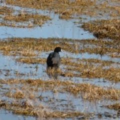 Fulica atra (Eurasian Coot) at Fyshwick, ACT - 26 Aug 2016 by Mike