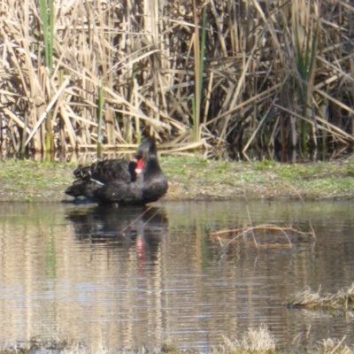 Cygnus atratus (Black Swan) at Jerrabomberra Wetlands - 26 Aug 2016 by Mike