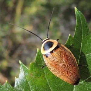 Ellipsidion australe at Conder, ACT - 24 Jan 2015 08:22 AM