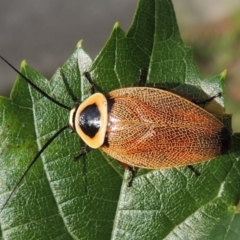 Ellipsidion australe at Conder, ACT - 24 Jan 2015 08:22 AM