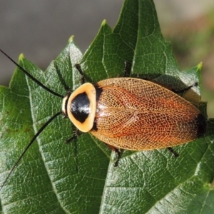 Ellipsidion australe at Conder, ACT - 24 Jan 2015