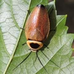 Ellipsidion australe at Conder, ACT - 24 Jan 2015 08:22 AM