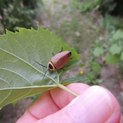 Ellipsidion australe at Conder, ACT - 24 Jan 2015 08:22 AM