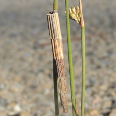 Lepidoscia arctiella (Tower Case Moth) at Paddys River, ACT - 9 Nov 2013 by michaelb