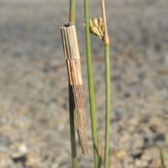 Lepidoscia arctiella at Paddys River, ACT - 9 Nov 2013