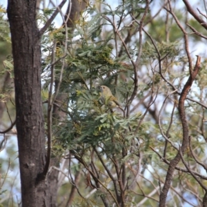 Acanthiza pusilla at Canberra Central, ACT - 29 Aug 2016 11:05 AM