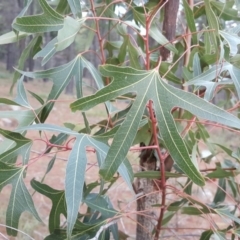 Brachychiton populneus subsp. populneus (Kurrajong) at Isaacs, ACT - 30 Aug 2016 by Mike