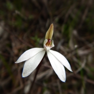 Caladenia fuscata at Bruce, ACT - 30 Aug 2016