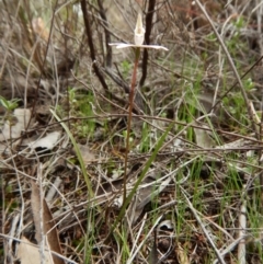 Caladenia fuscata at Bruce, ACT - 30 Aug 2016