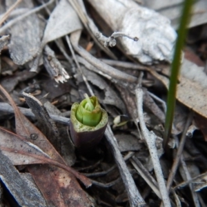 Calochilus platychilus at Cook, ACT - 30 Aug 2016