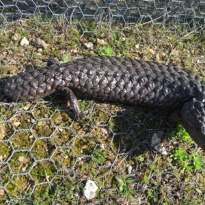 Tiliqua rugosa at Gungahlin, ACT - 30 Aug 2016