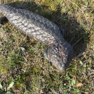 Tiliqua rugosa at Gungahlin, ACT - 30 Aug 2016