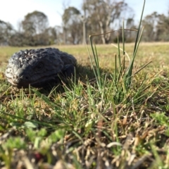 Tiliqua rugosa at Gungahlin, ACT - 30 Aug 2016