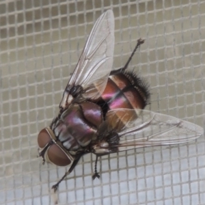 Rutilia (Donovanius) sp. (genus & subgenus) at Conder, ACT - 22 Jan 2015