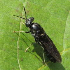 Hermetia illucens (American Soldier Fly) at Conder, ACT - 4 Mar 2015 by MichaelBedingfield