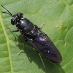 Hermetia illucens at Conder, ACT - 4 Mar 2015 02:07 PM