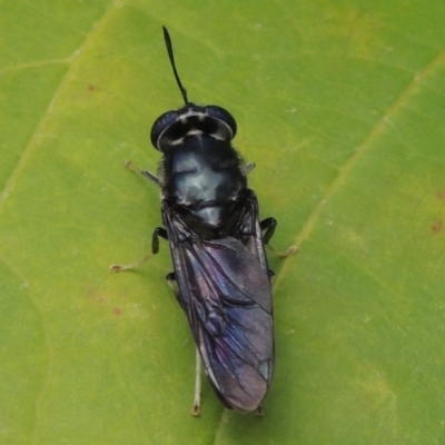 Hermetia illucens (American Soldier Fly) at Pollinator-friendly garden Conder - 22 Mar 2015 by michaelb