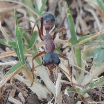 Myrmecia nigriceps (Black-headed bull ant) at Paddys River, ACT - 7 Feb 2015 by michaelb