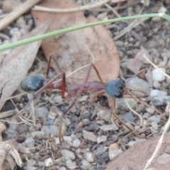 Myrmecia nigriceps at Paddys River, ACT - 7 Feb 2015 07:24 PM