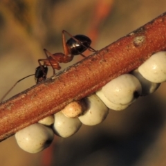 Cryptes baccatus (Wattle Tick Scale) at Tennent, ACT - 6 Aug 2014 by MichaelBedingfield