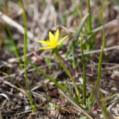 Hypoxis hygrometrica (Golden Weather-grass) at Murrumbateman, NSW - 30 Aug 2016 by SallyandPeter