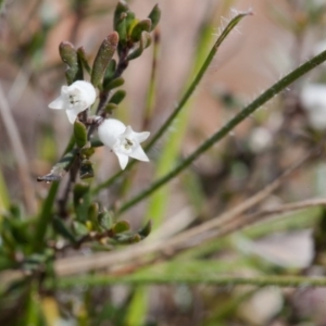 Cryptandra amara at Murrumbateman, NSW - 30 Aug 2016