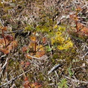 Drosera sp. at Murrumbateman, NSW - 30 Aug 2016 02:26 PM