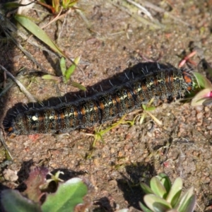 Apina callisto at Murrumbateman, NSW - 30 Aug 2016