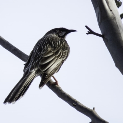 Anthochaera carunculata (Red Wattlebird) at Gungahlin, ACT - 30 Aug 2016 by CedricBear