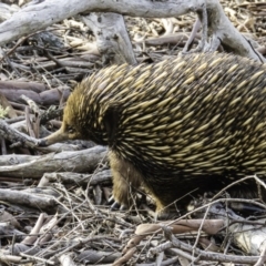 Tachyglossus aculeatus (Short-beaked Echidna) at Mulligans Flat - 30 Aug 2016 by CedricBear