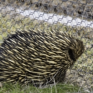 Tachyglossus aculeatus at Gungahlin, ACT - 30 Aug 2016