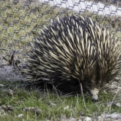 Tachyglossus aculeatus at Gungahlin, ACT - 30 Aug 2016