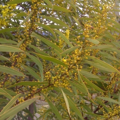 Acacia rubida (Red-stemmed Wattle, Red-leaved Wattle) at Farrer Ridge - 29 Aug 2016 by Mike